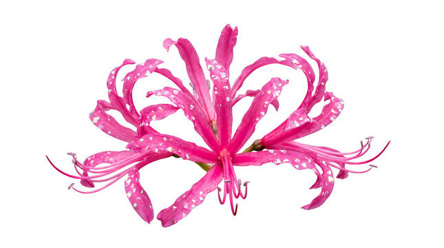 Nerine
