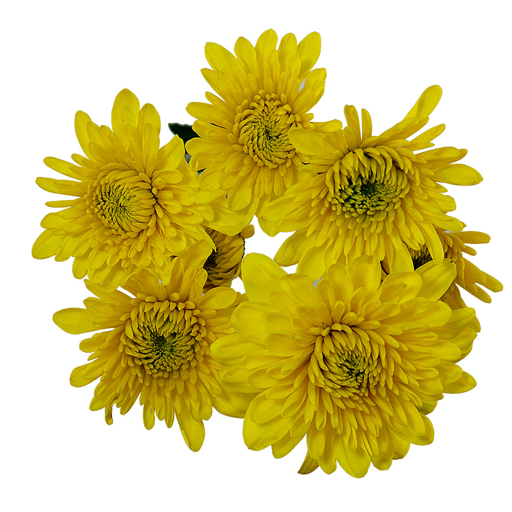 Pompon Cushion - Yellow