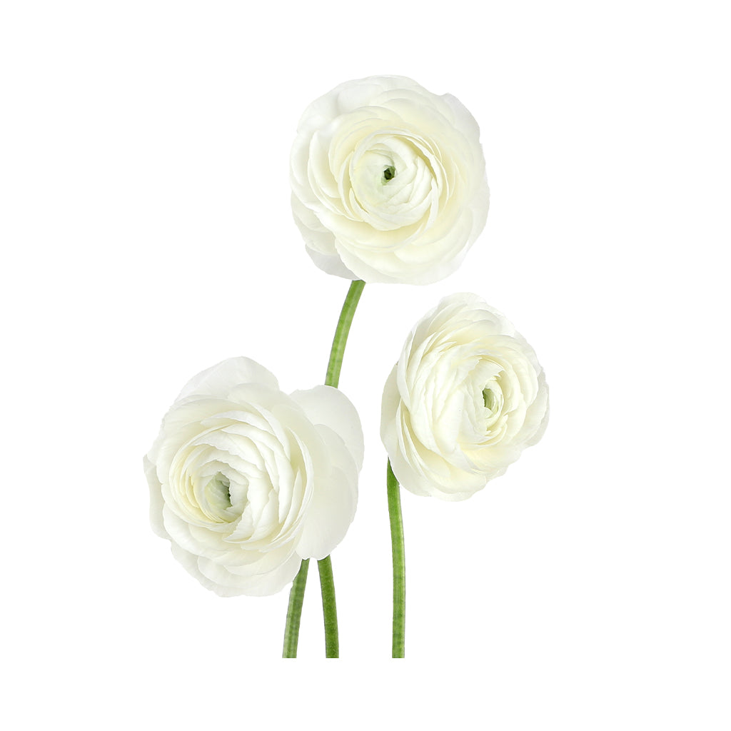 Pon Pon Ranunculus