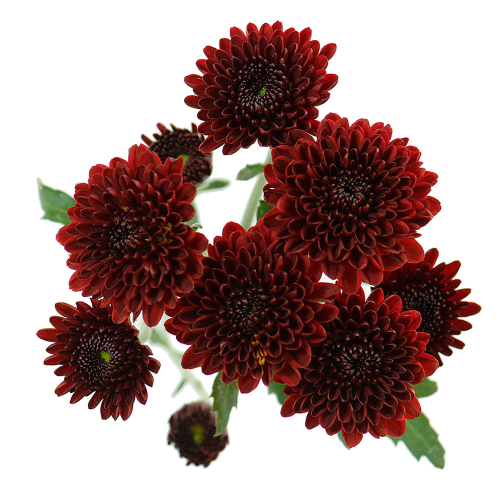 Pompon Button - Red