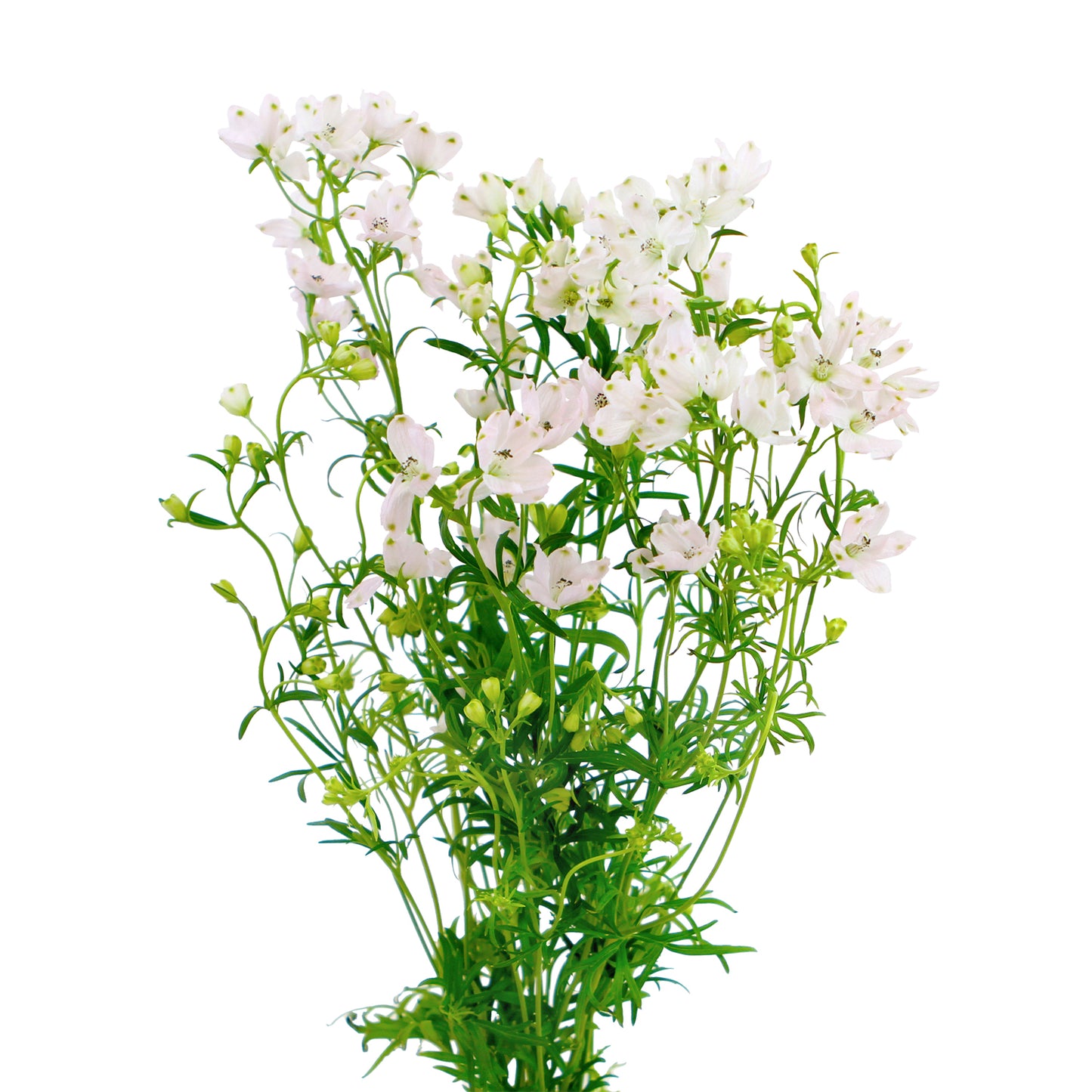Delphinium Spray Blush Pink (Spray) - Default Title