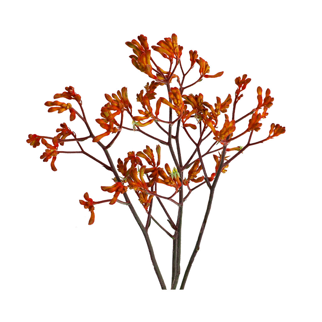 Kangaroo Paws