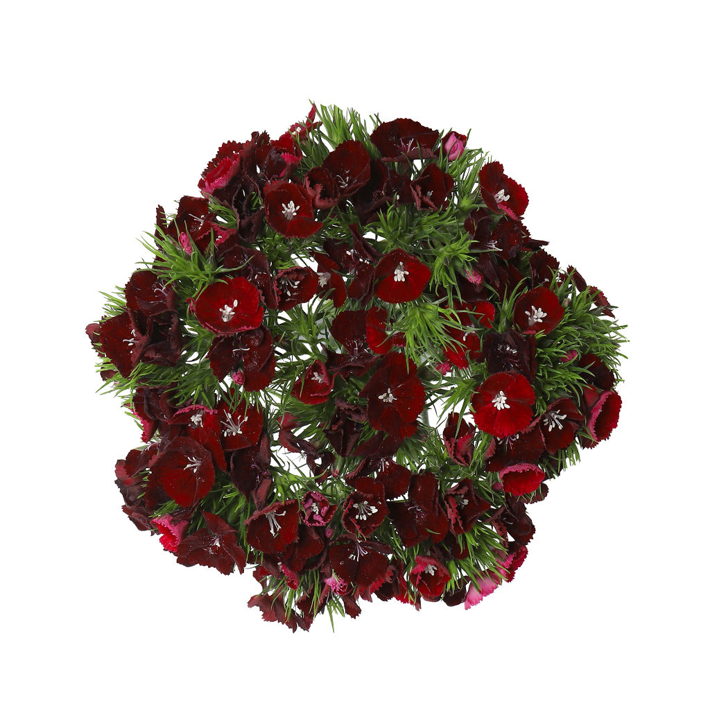 Dianthus - Sweet Black Red Burgundy