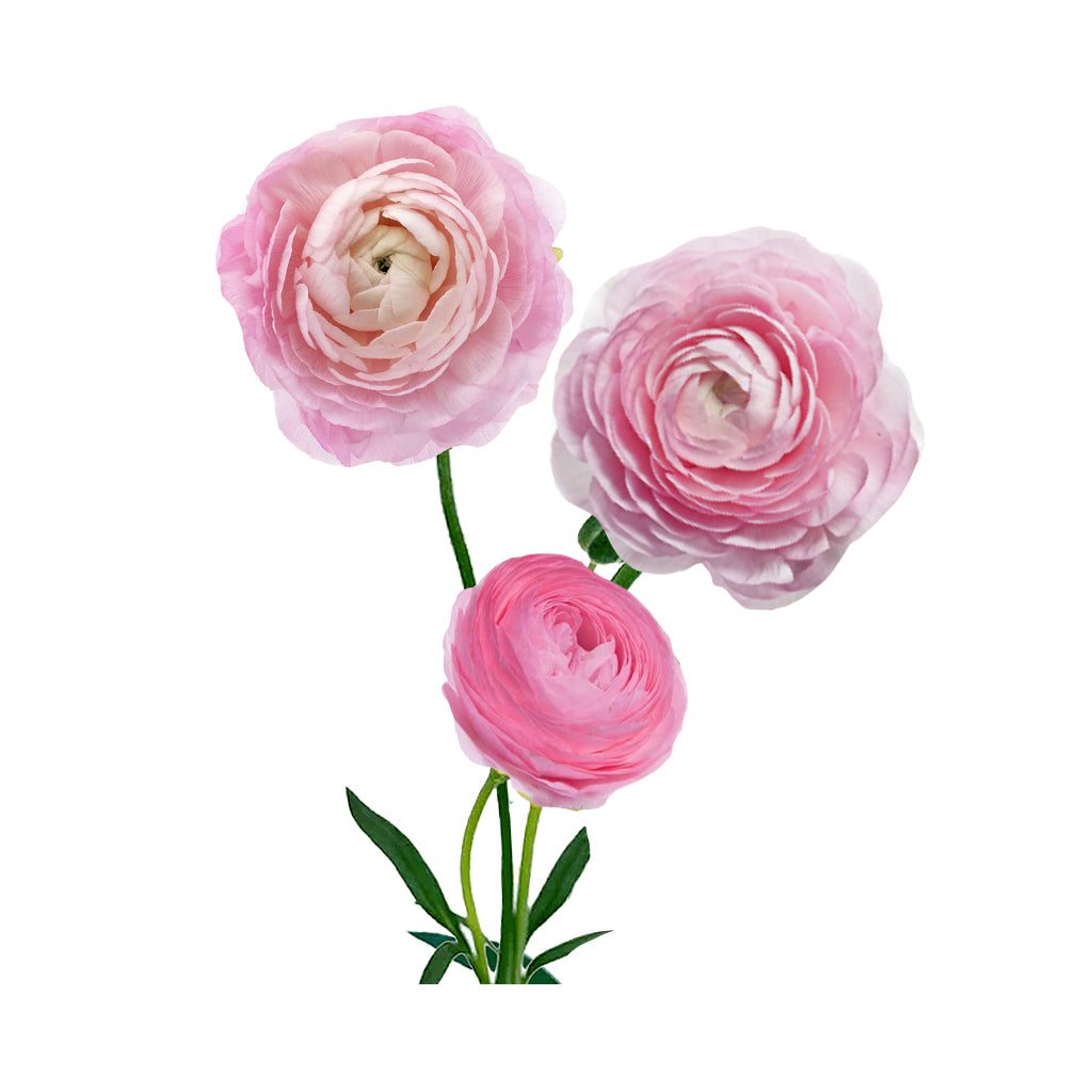 Ranunculus- Pink Elegance Standard - Default Title