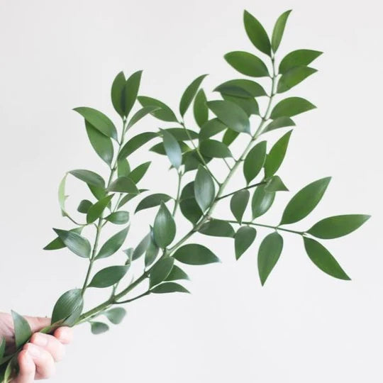 Eucalyptus