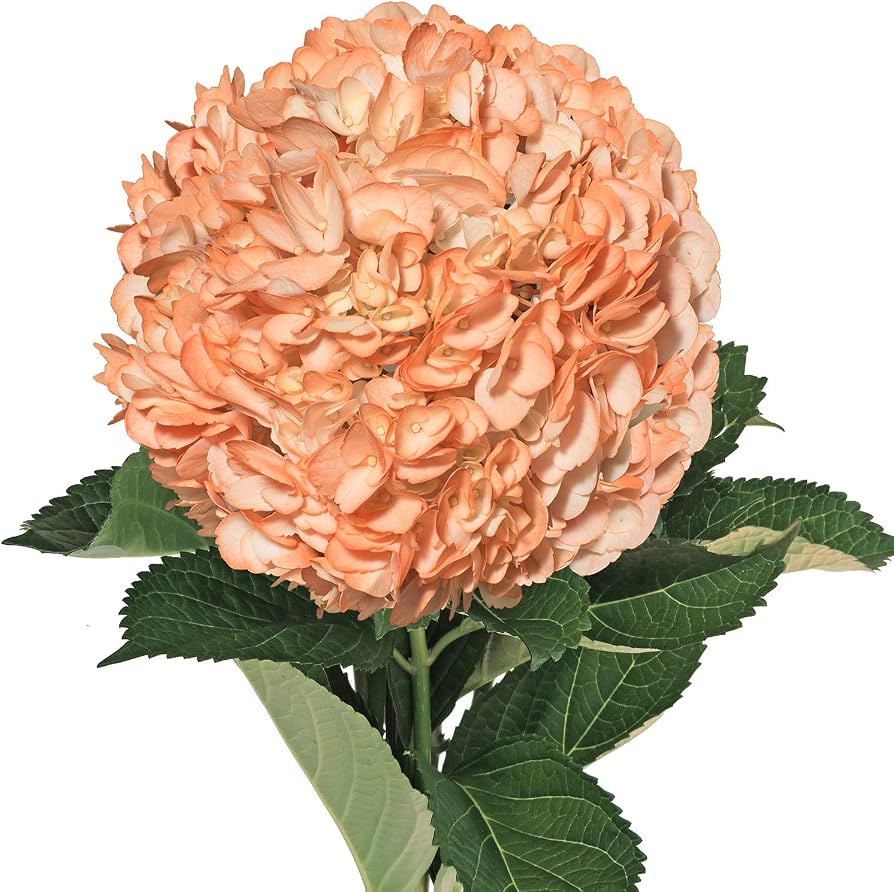 Hydrangea- Peach