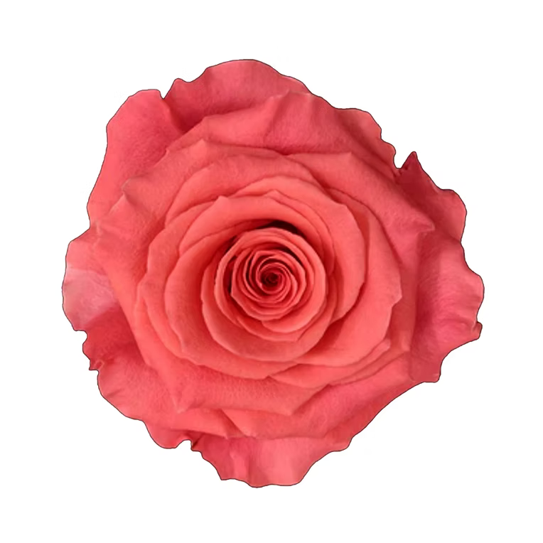 Coral Amsterdam Rose