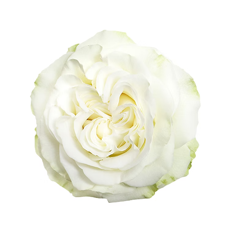White Bianco Rose