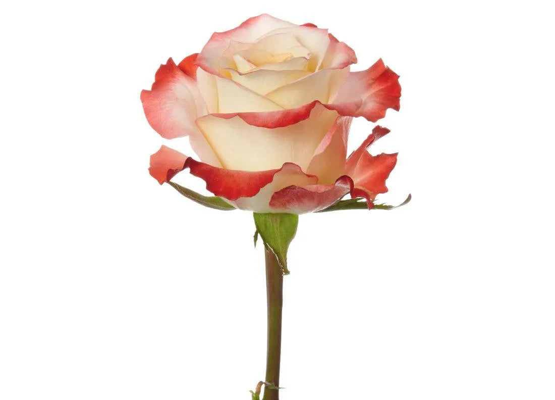 Cabaret Rose