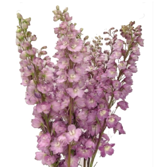 Delphinium