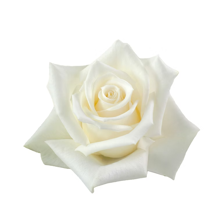White Escimo Rose
