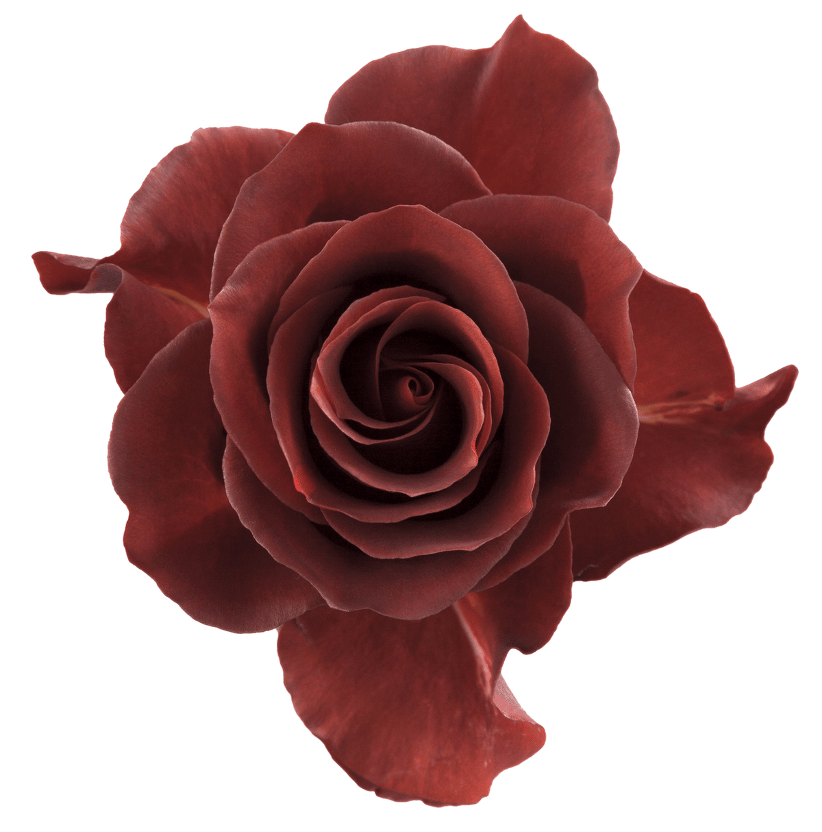 Brown Espresso Rose