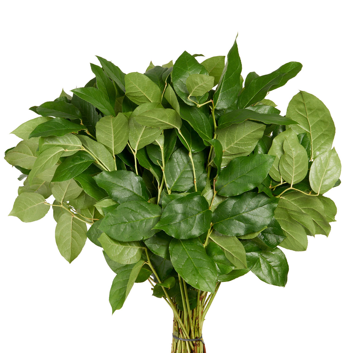 Salal Tips