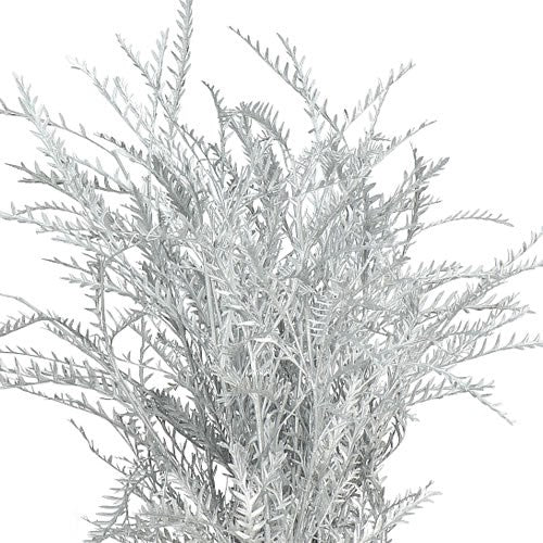 Grevillea- Silver