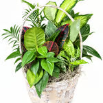 The Garden Basket CLR