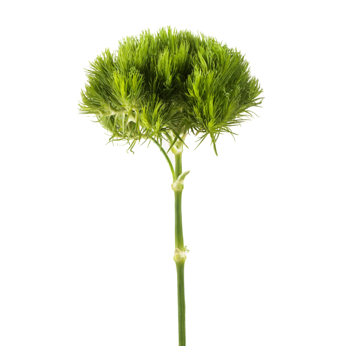 Green Grass Ball