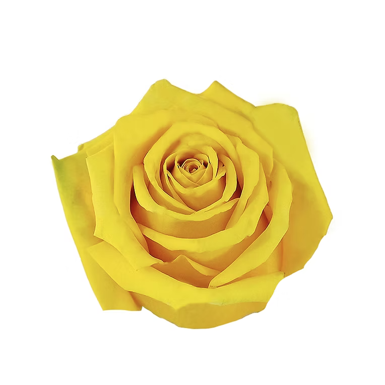 Yellow High & Exotic Rose