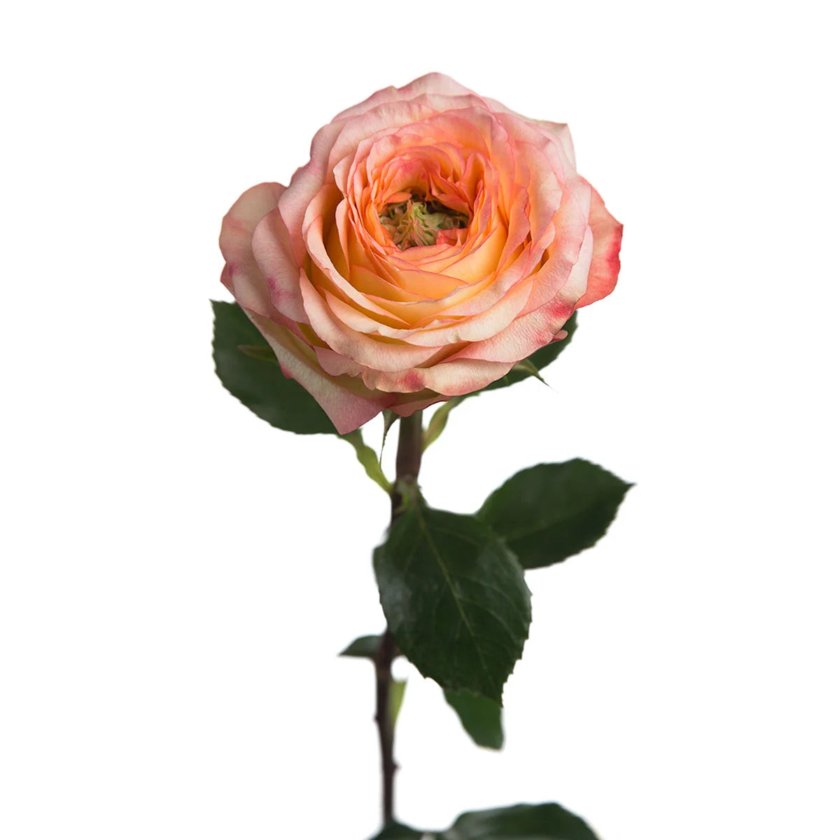 Pink Houdini Rose