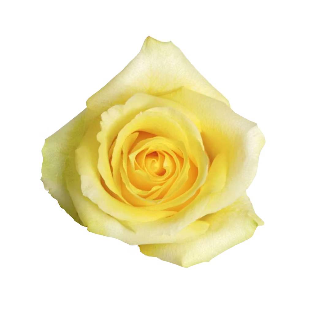 Yellow Tara Rose
