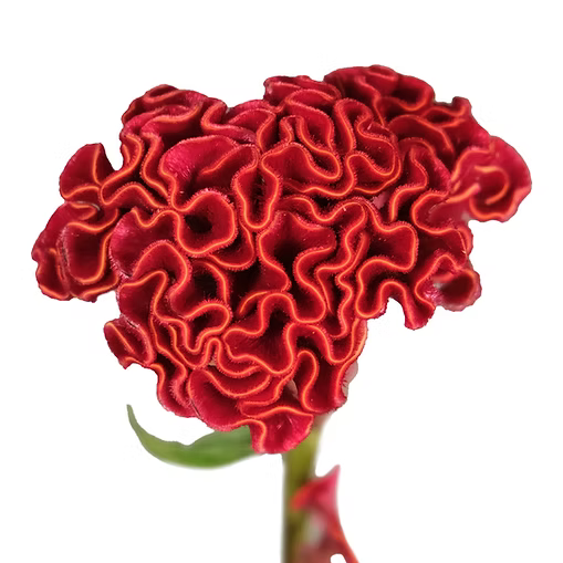 Celosia