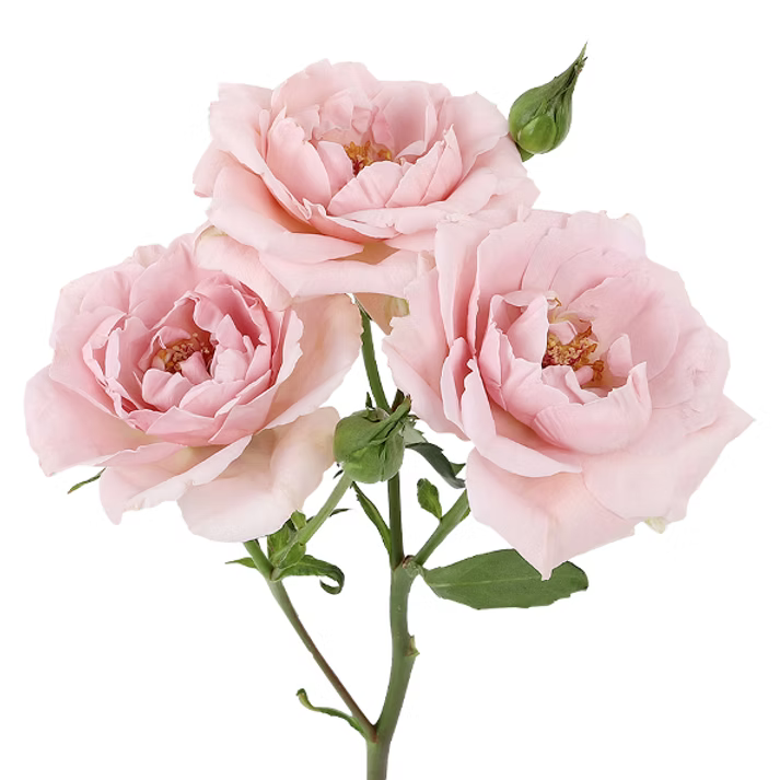 Light Pink Be Loving Spray Rose
