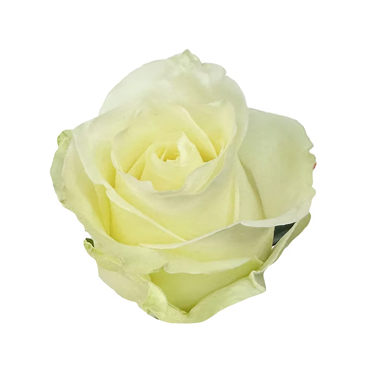 Mojito Rose