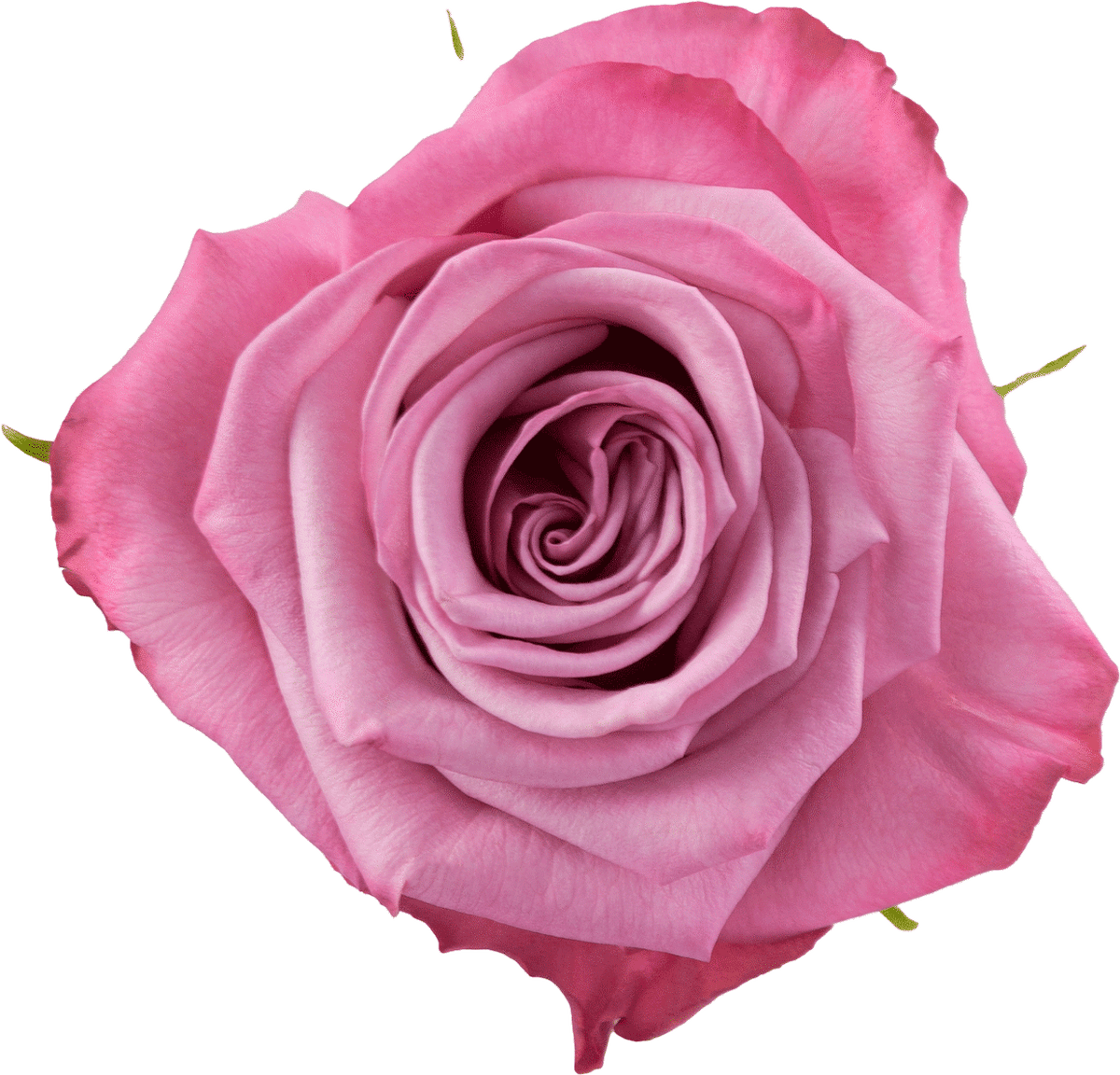 Lavender Moody Blues Rose