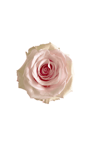 Pinky Promise Rose