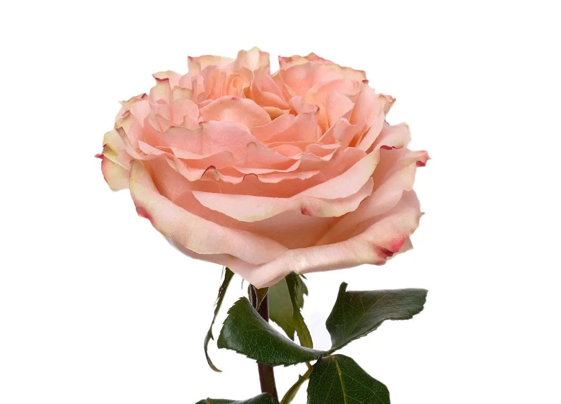Princess Crown Rose
