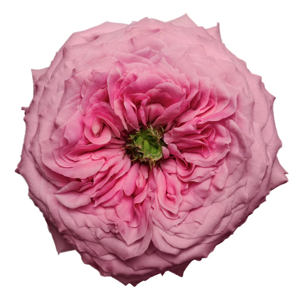 Peonikiss Rose