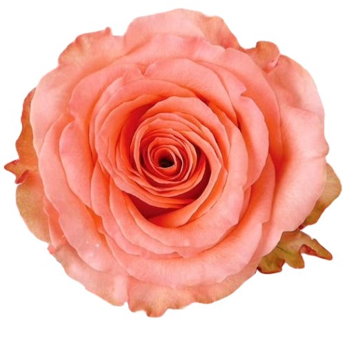 Superstition Rose