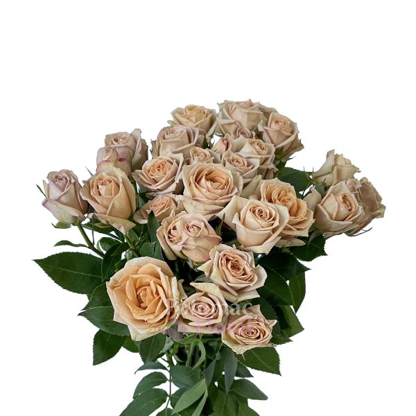 Cappuccino Spray Rose