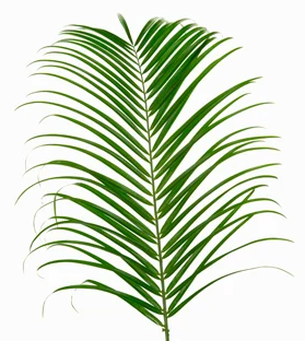 Palm