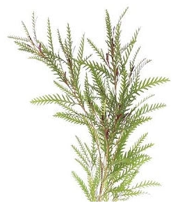 Grevillea