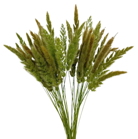 Grass- Bunny Tail