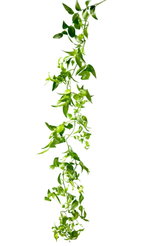 Smilax