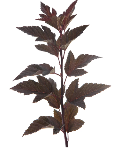 Ninebark
