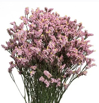Limonium