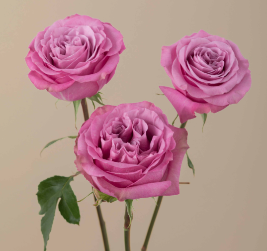 Purple Crown Rose- Lavender