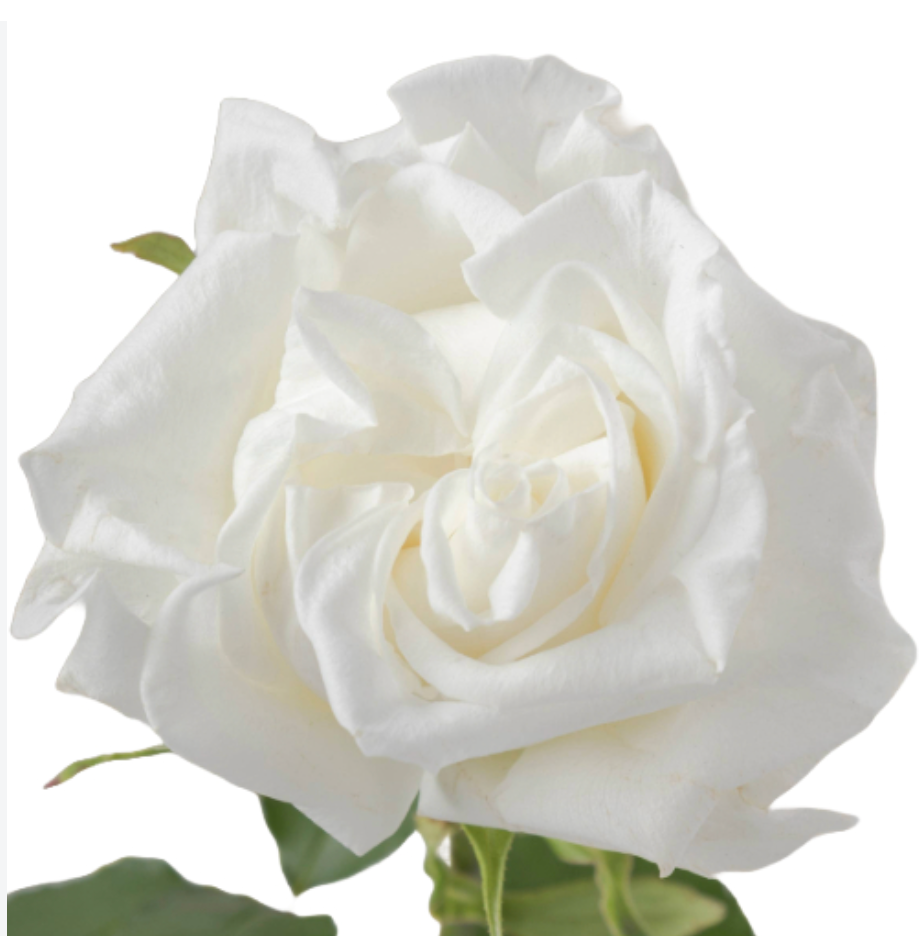 White Popcorn Rose RP