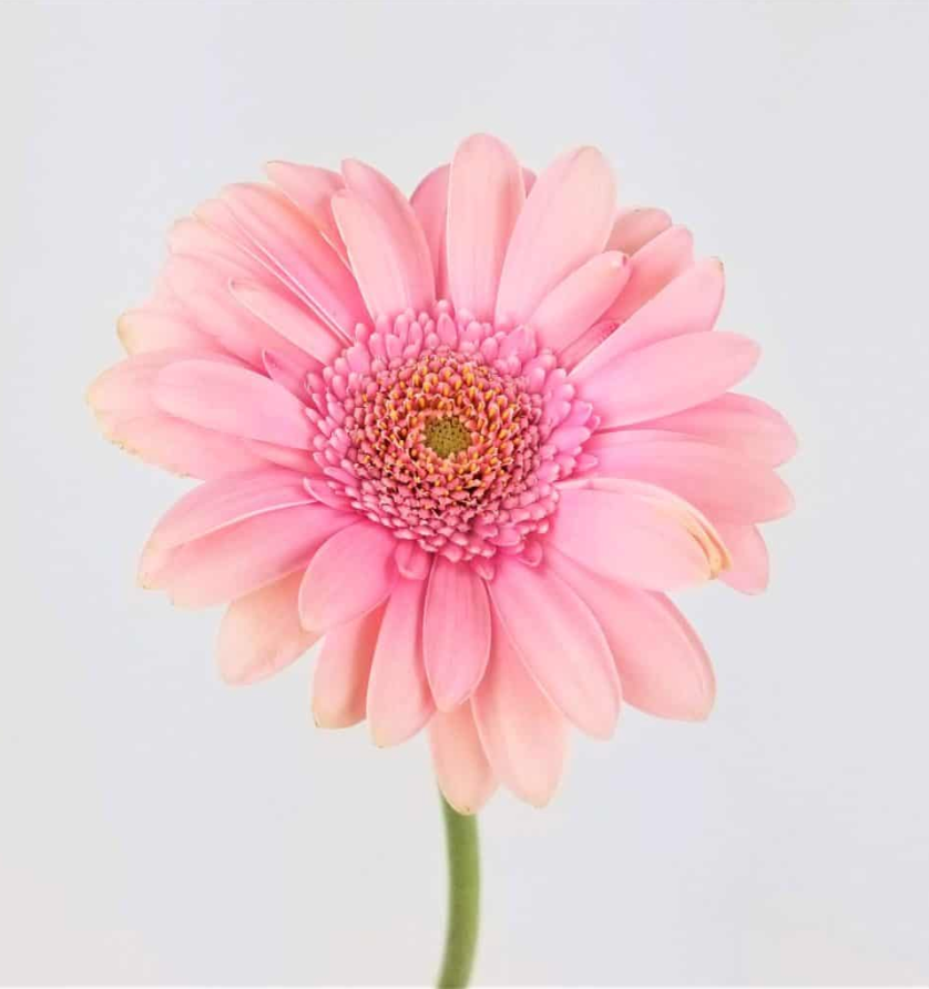 Gerbera Daisy