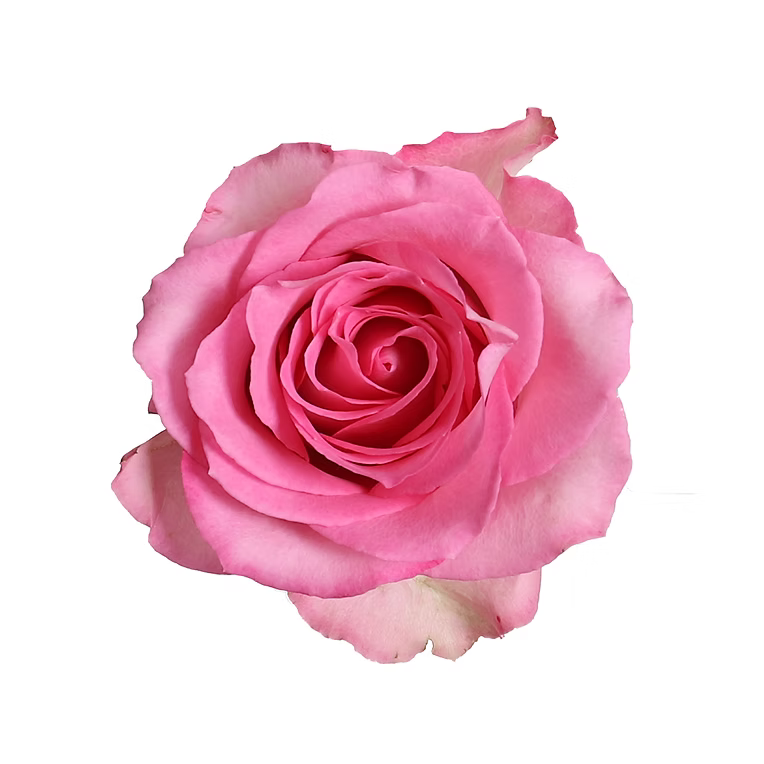 Medium Pink Sweet Unique Rose