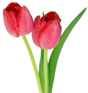Tulip