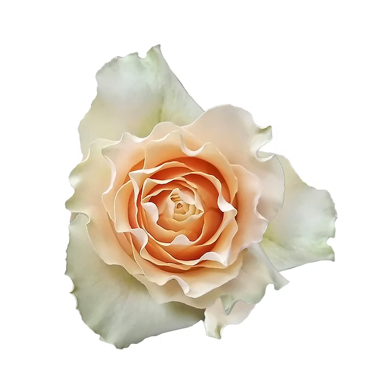 Vanilla Cream Carpe Diem Rose