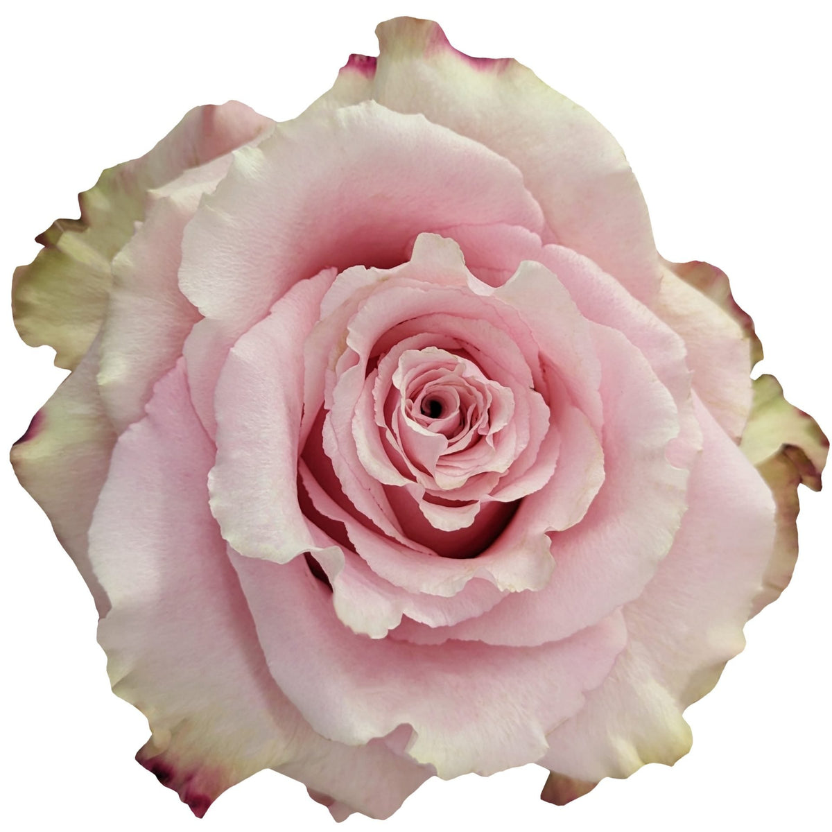 Wild Esperance Rose