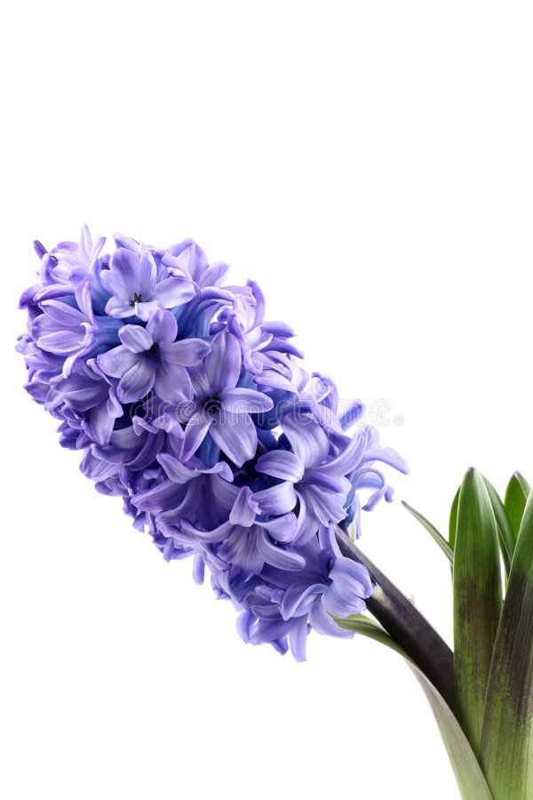 Hyacinth