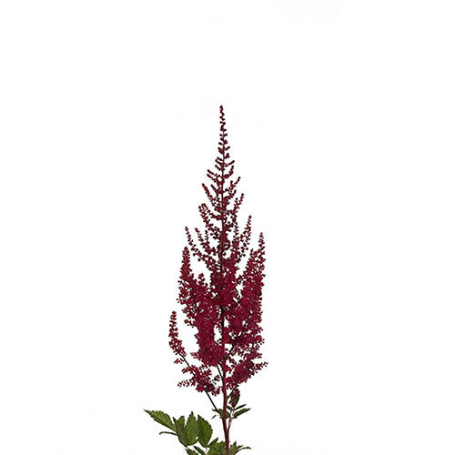 Astilbe - Red