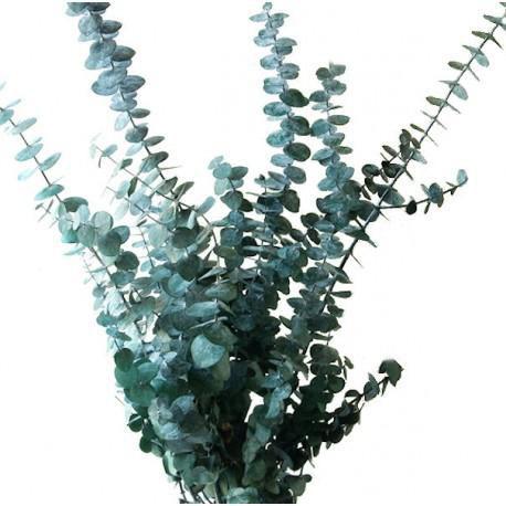 Eucalyptus- Baby Blue
