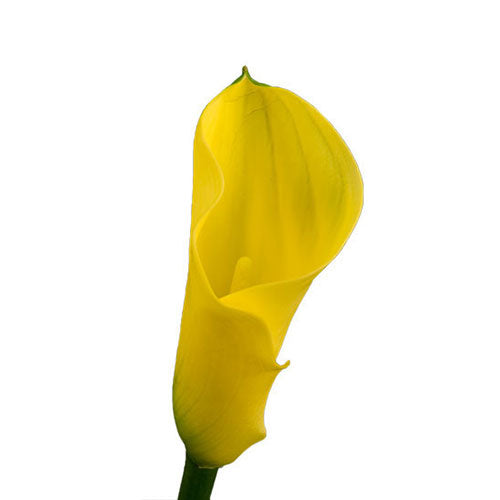 Mini Calla Lily - Yellow