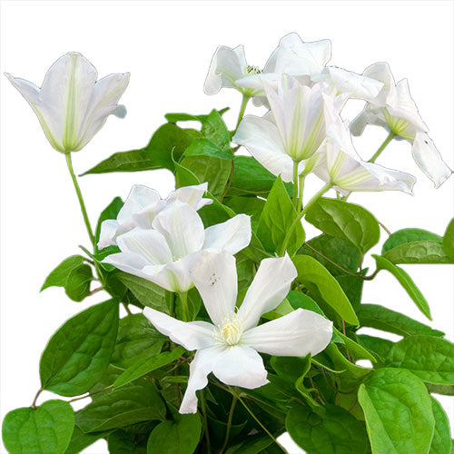 Clematis - White